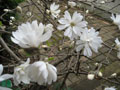 front stoop flowers.JPG